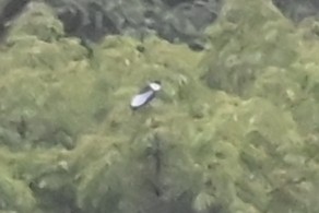 Голошейный плодоед - ML646619978