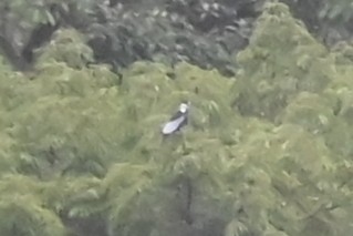 Голошейный плодоед - ML646619979