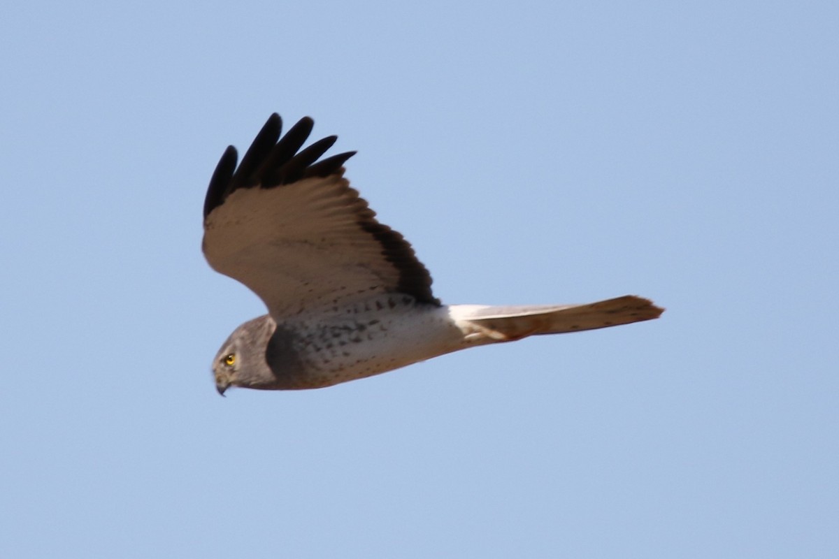Northern Harrier - ML646619980