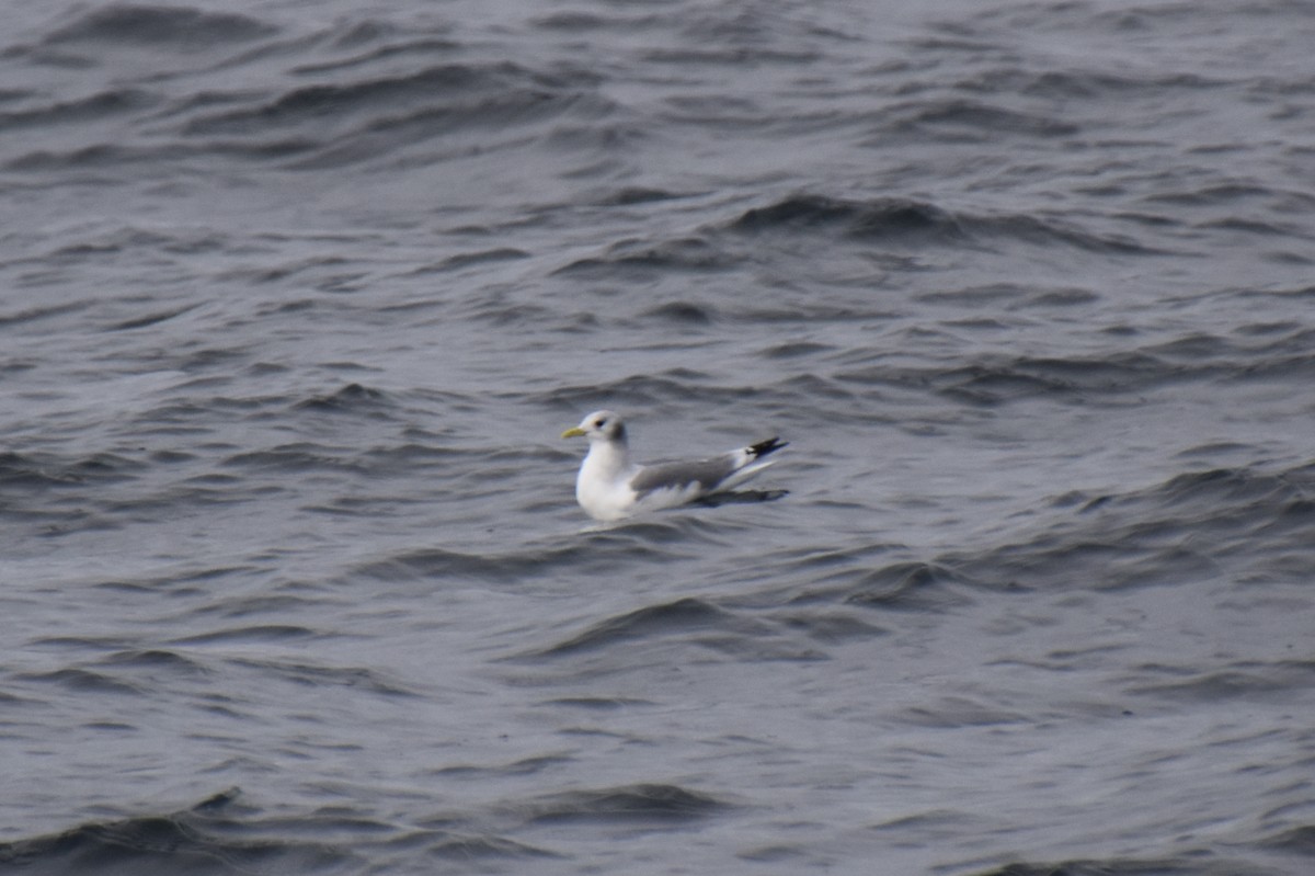 Black-legged Kittiwake - ML646619982