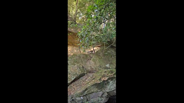 Лірохвіст австралійський - ML646619984