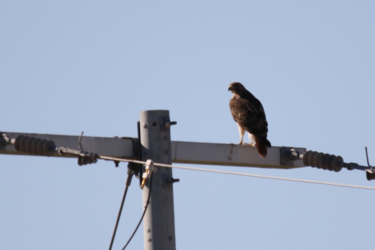 Red-tailed Hawk - ML646619985