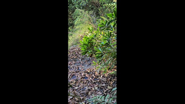 Лірохвіст австралійський - ML646619986