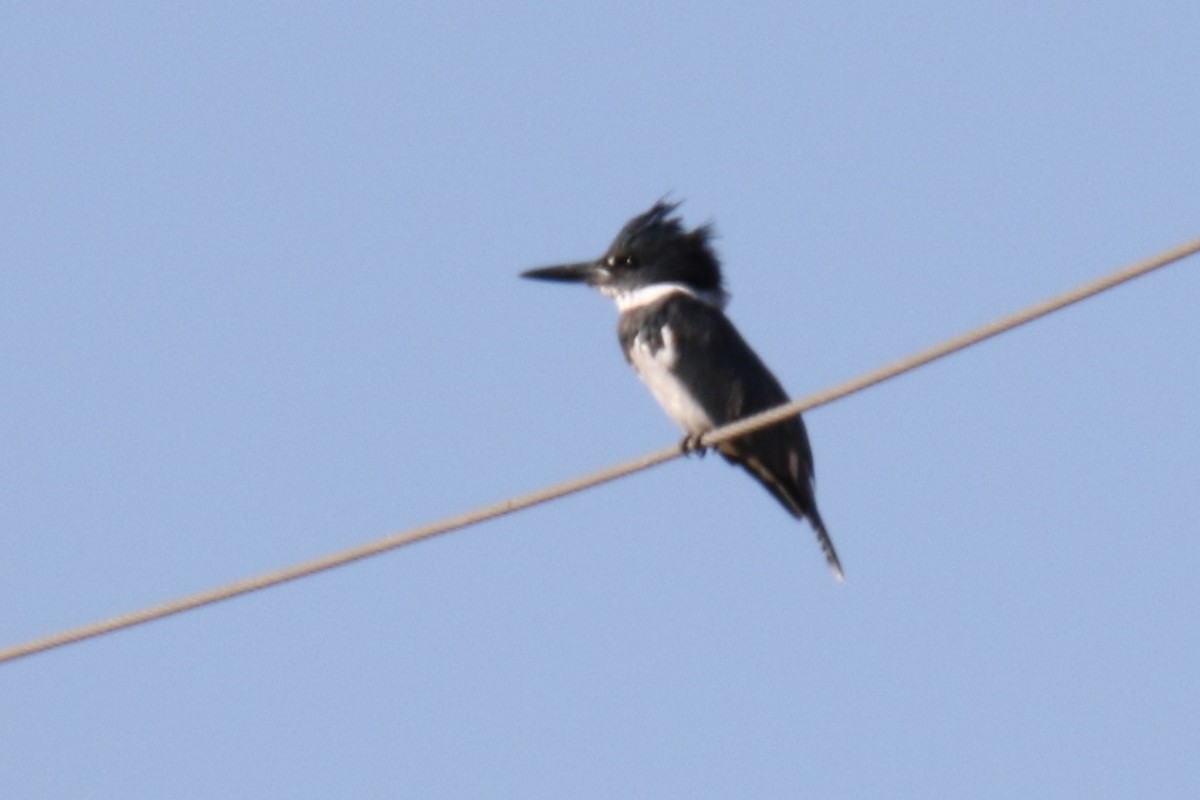 Belted Kingfisher - ML646619987