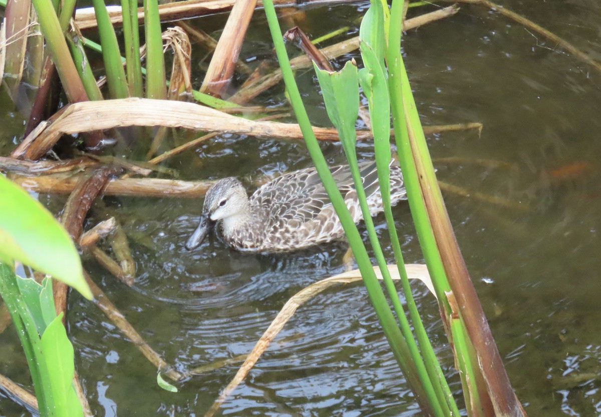 Blue-winged Teal - ML646619988