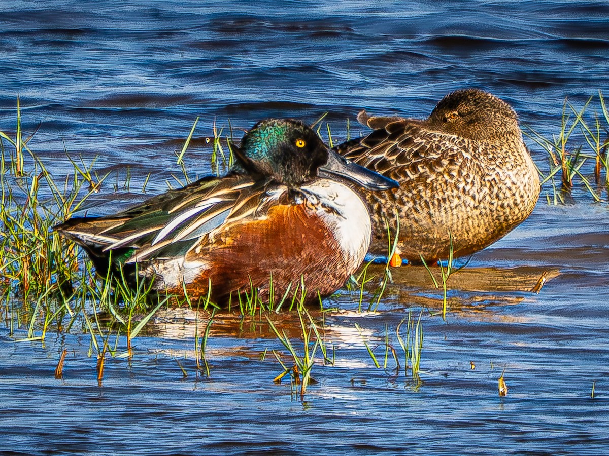 Northern Shoveler - ML646619990