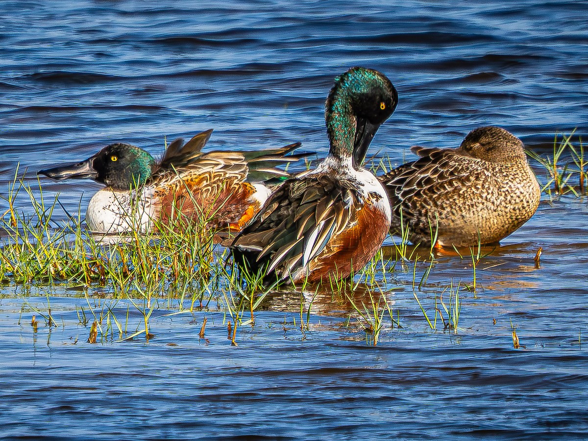 Northern Shoveler - ML646619991