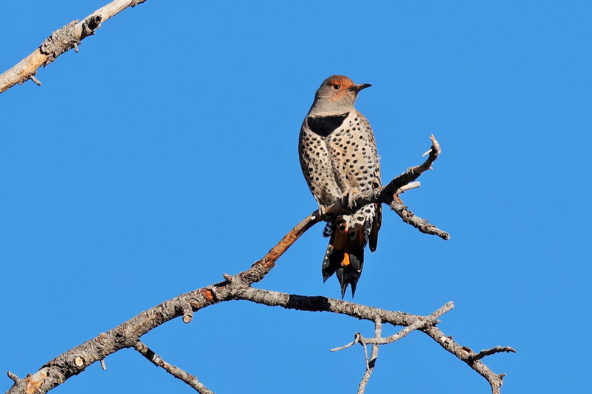 Northern Flicker (Red-shafted) - ML646619994