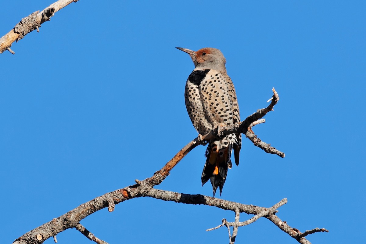 Northern Flicker (Red-shafted) - ML646619995