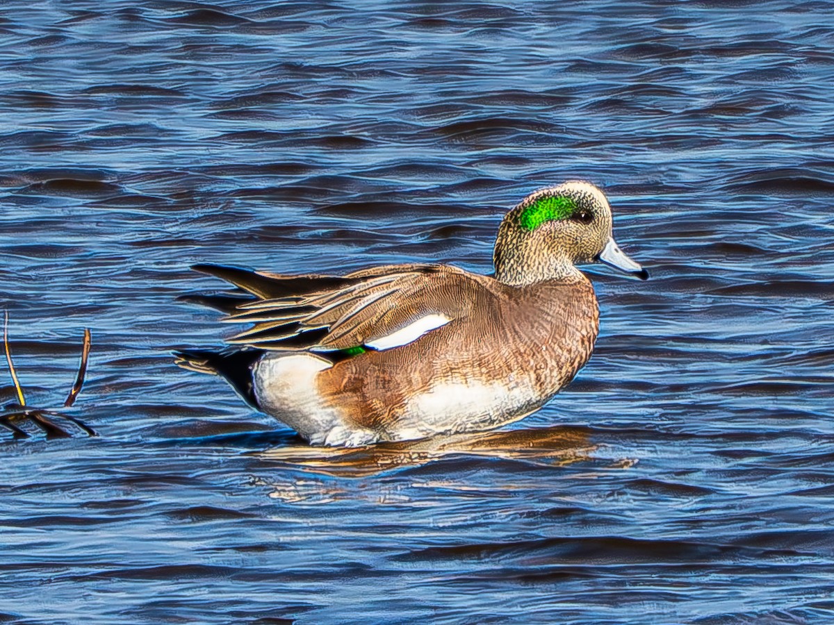 American Wigeon - ML646619997