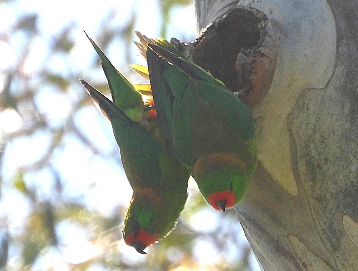 Little Lorikeet - ML646619998