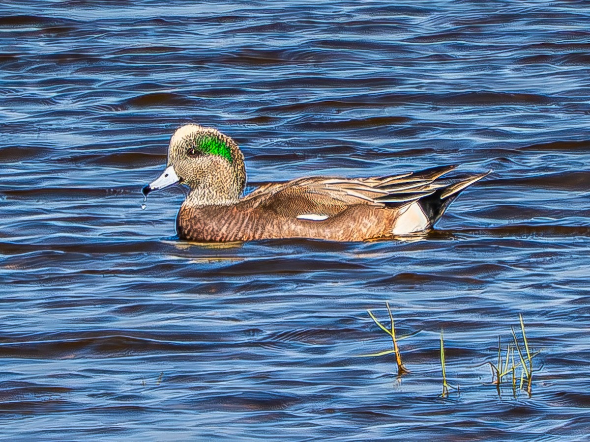 American Wigeon - ML646619999