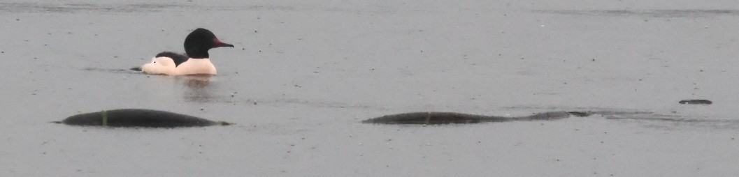 Common Merganser - ML646620002