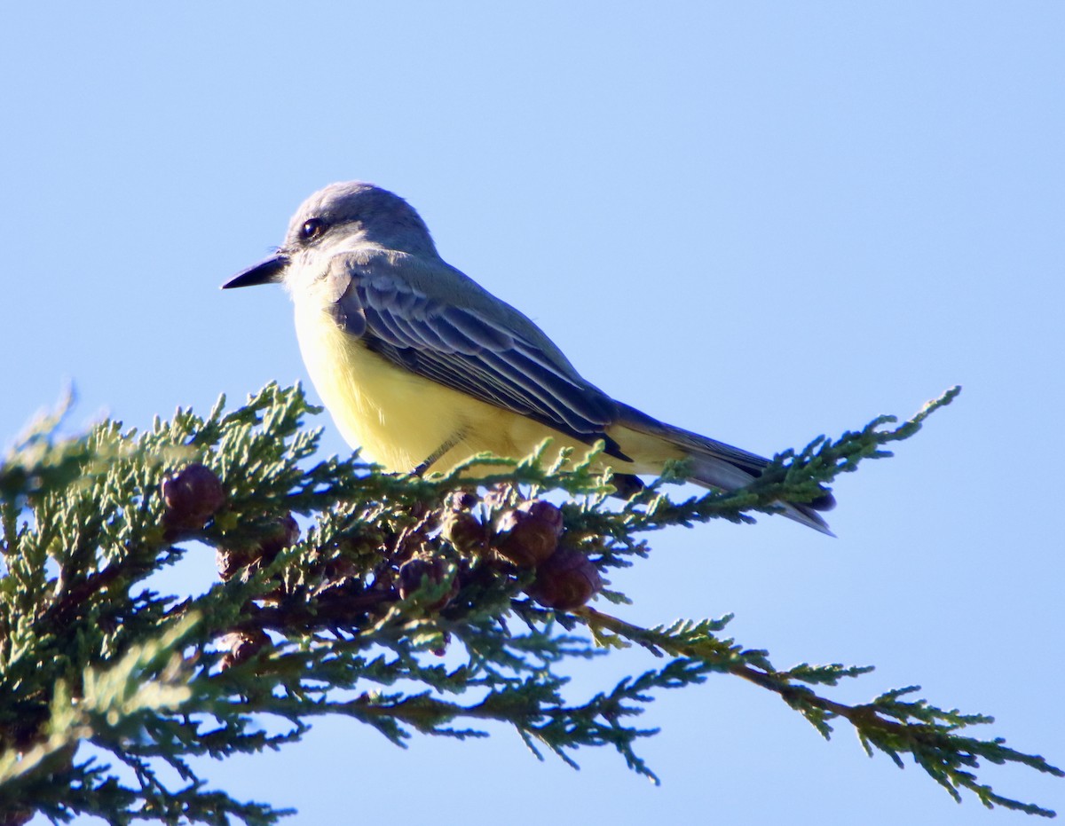 Tirano Melancólico - ML646620003