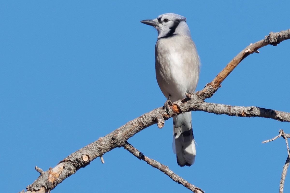 Blue Jay - ML646620005