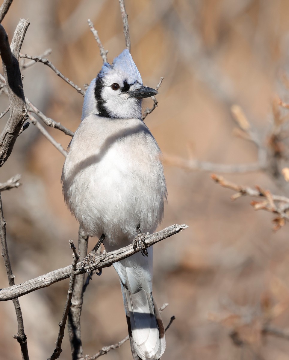 Blue Jay - ML646620006