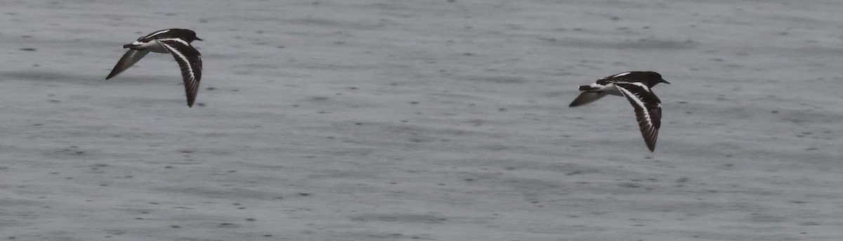 Black Turnstone - ML646620014