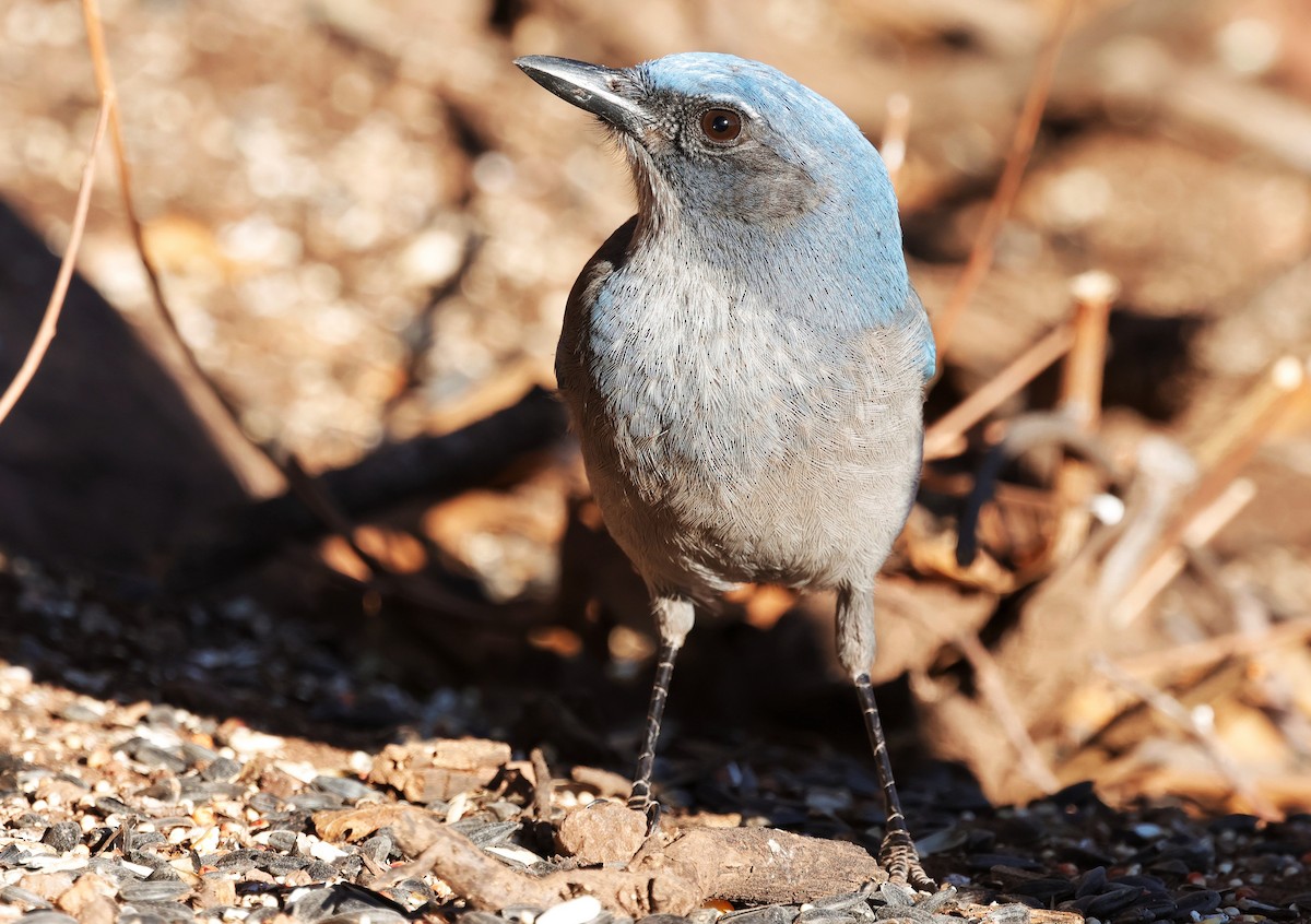 Woodhouse's Scrub-Jay - ML646620016