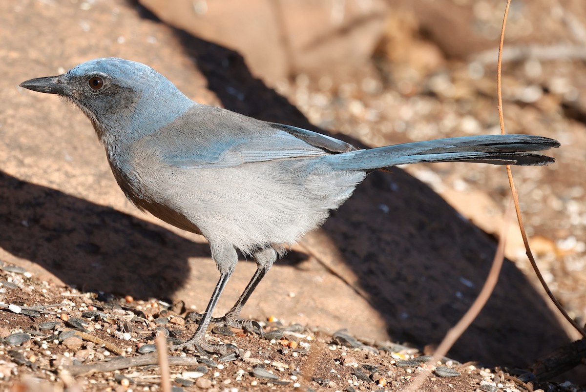 Woodhouse's Scrub-Jay - ML646620017