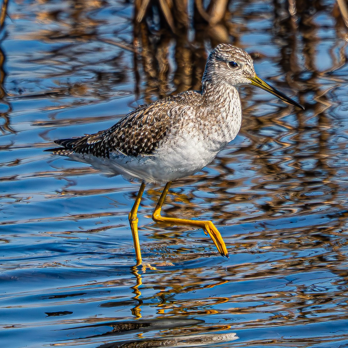 Greater Yellowlegs - ML646620019