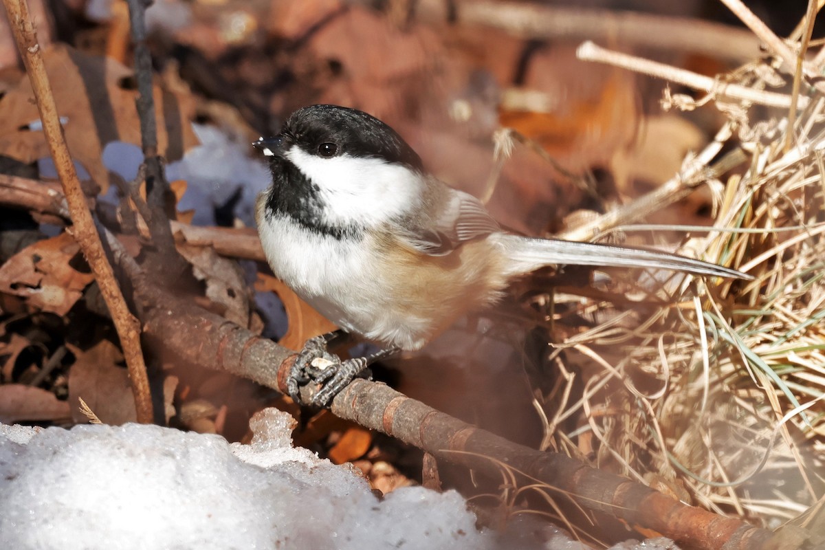 Black-capped Chickadee - ML646620025