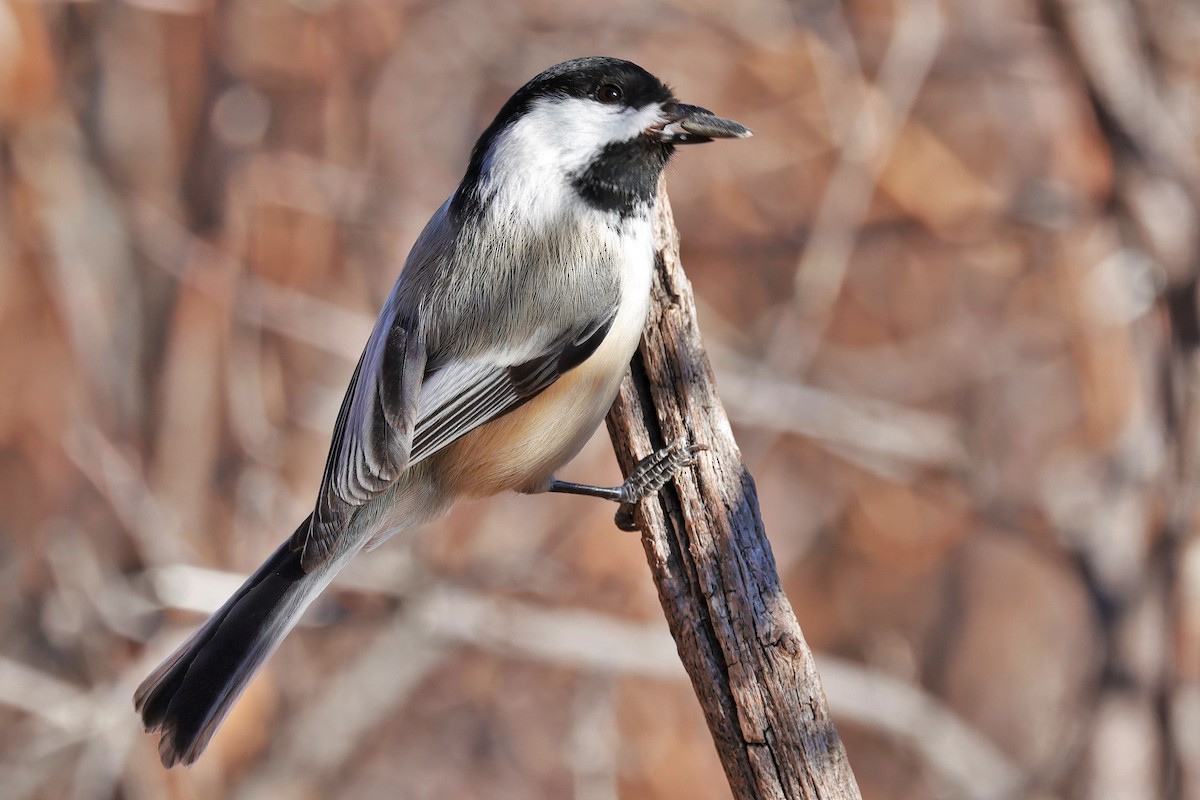 Black-capped Chickadee - ML646620026