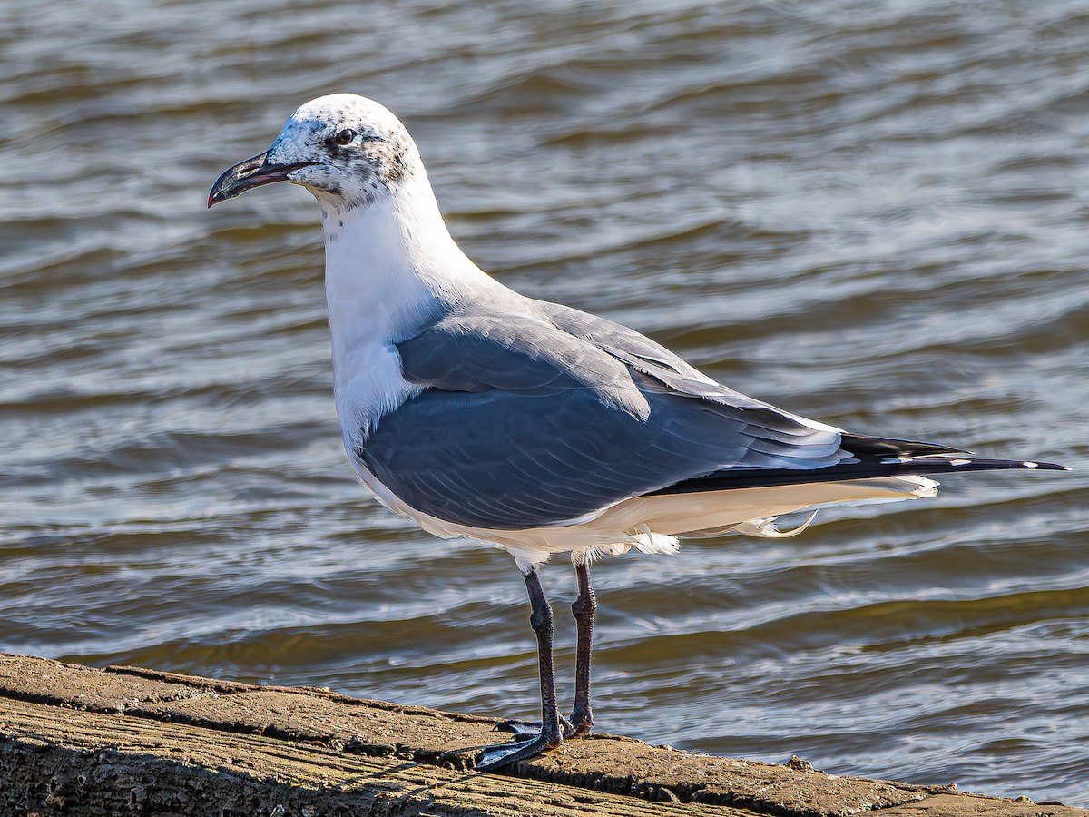 Laughing Gull - ML646620028
