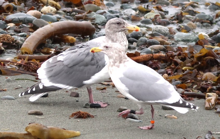 Glaucous-winged Gull - ML646620030