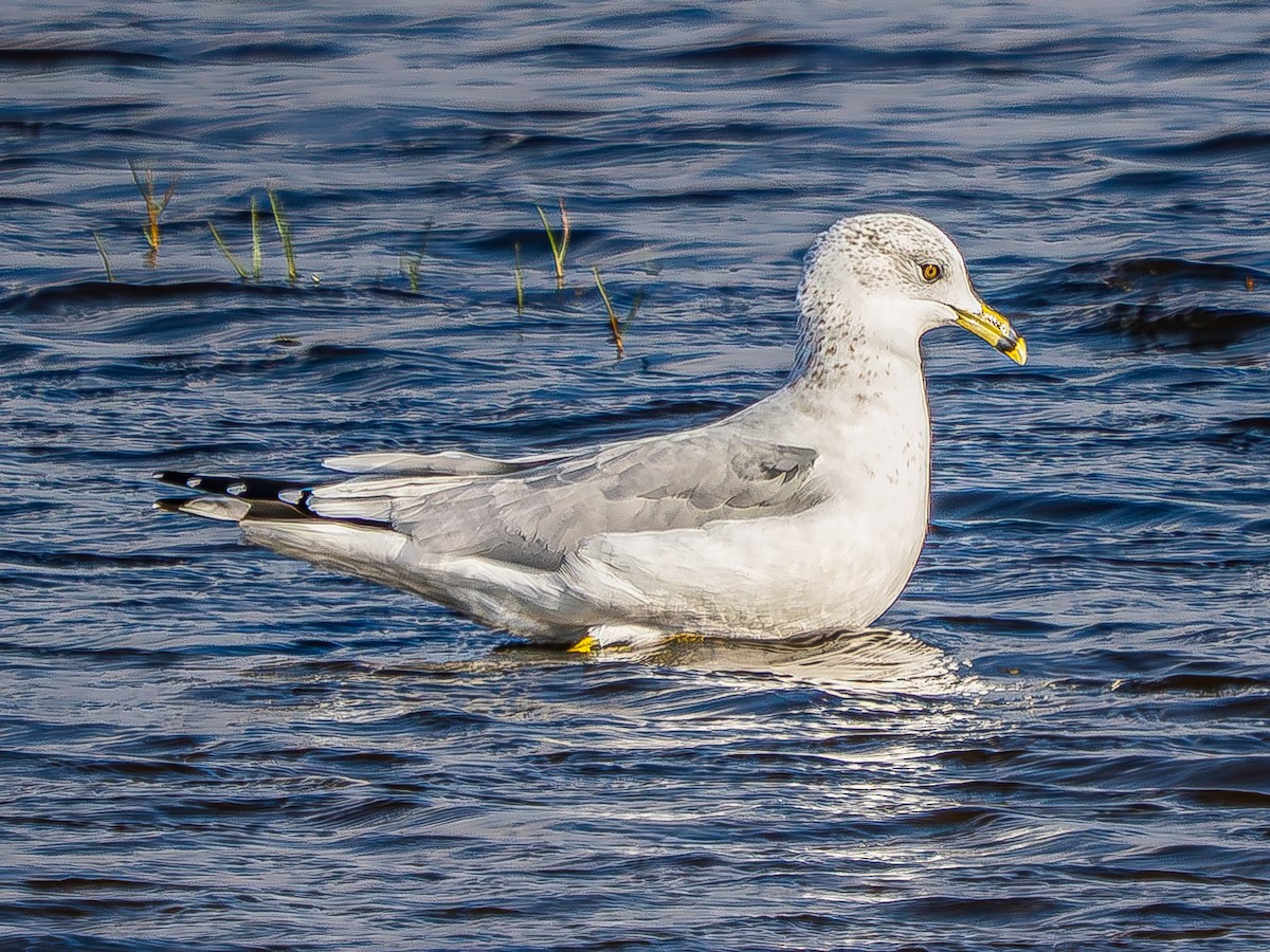 Ring-billed Gull - ML646620051