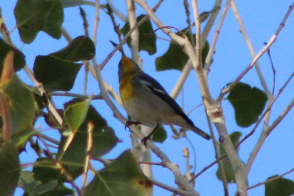 Очковая древесница - ML646620052