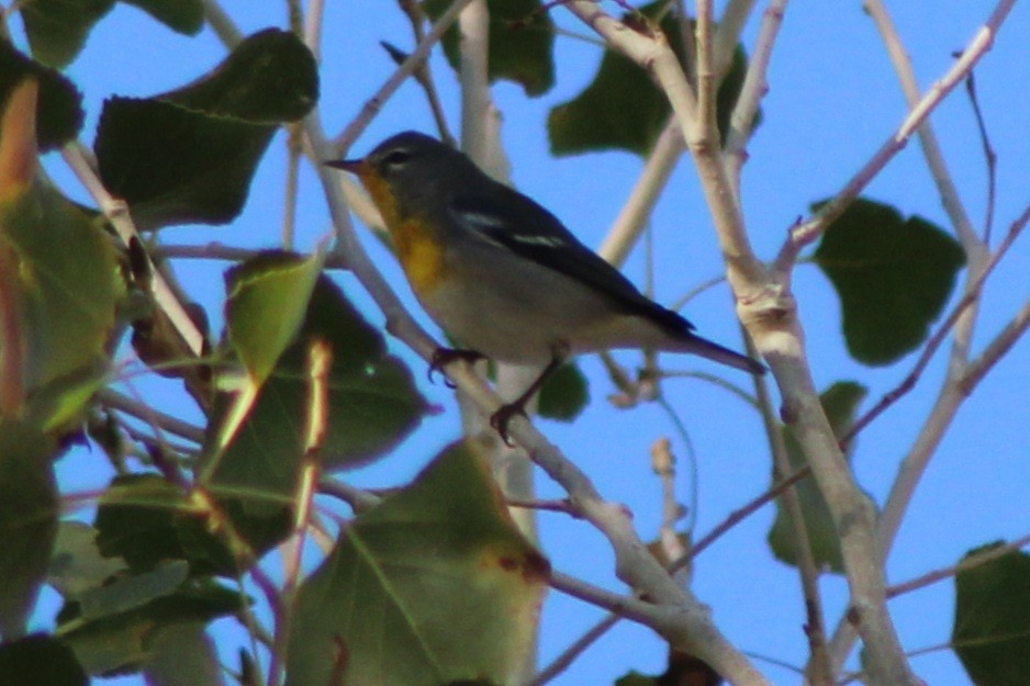 Очковая древесница - ML646620053