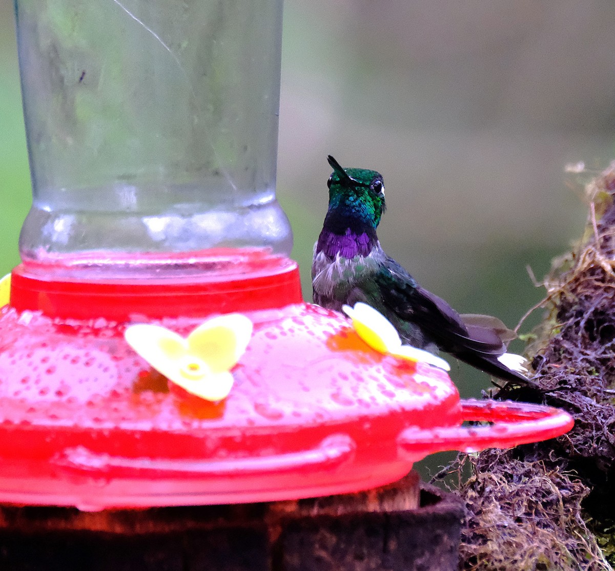 Purple-bibbed Whitetip - ML646620057
