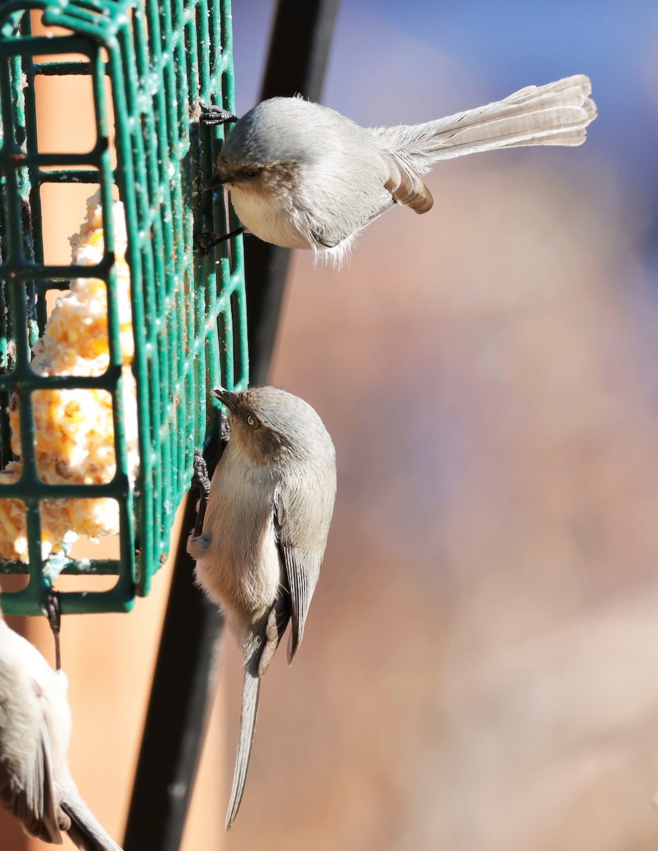 Bushtit - ML646620058