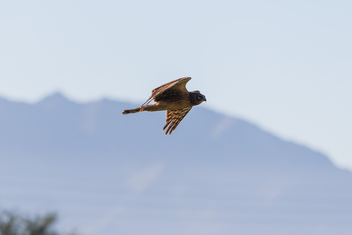 Northern Harrier - ML646620059