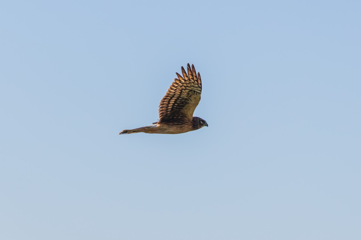 Northern Harrier - ML646620060