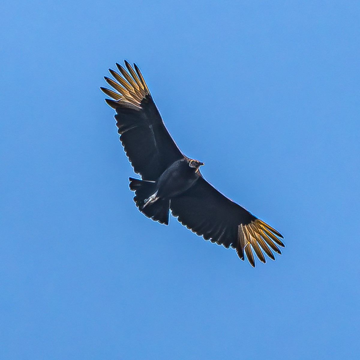 Black Vulture - ML646620064