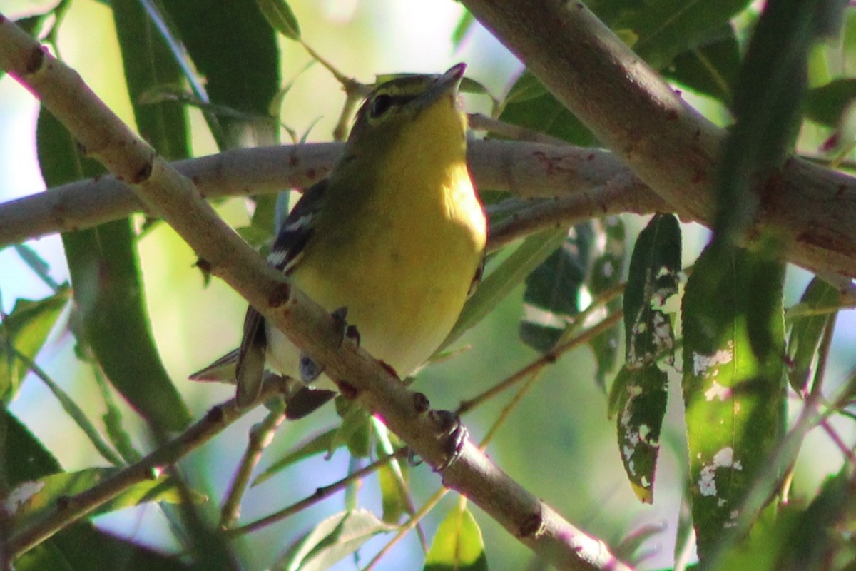 Sarı Gerdanlı Vireo - ML646620066