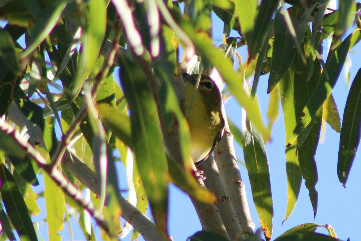 Sarı Gerdanlı Vireo - ML646620067