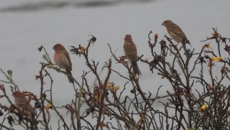 House Finch - ML646620069