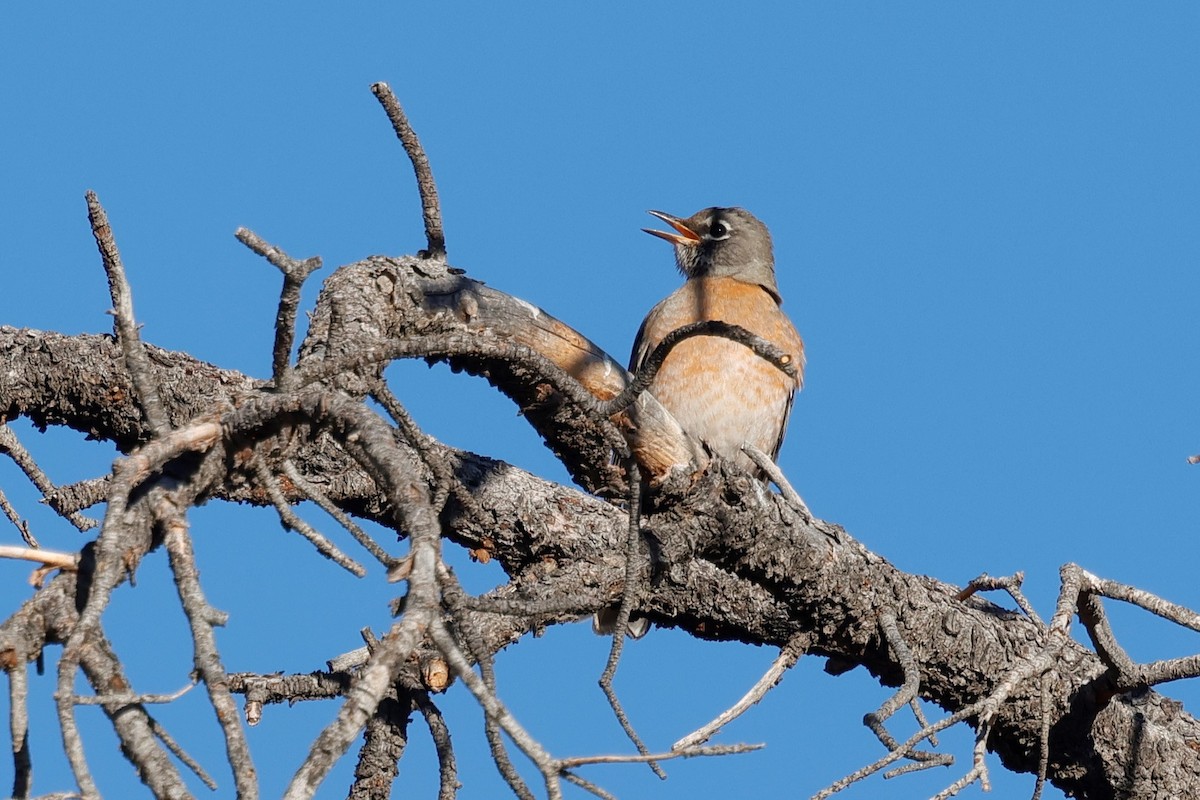 Дрізд мандрівний - ML646620070