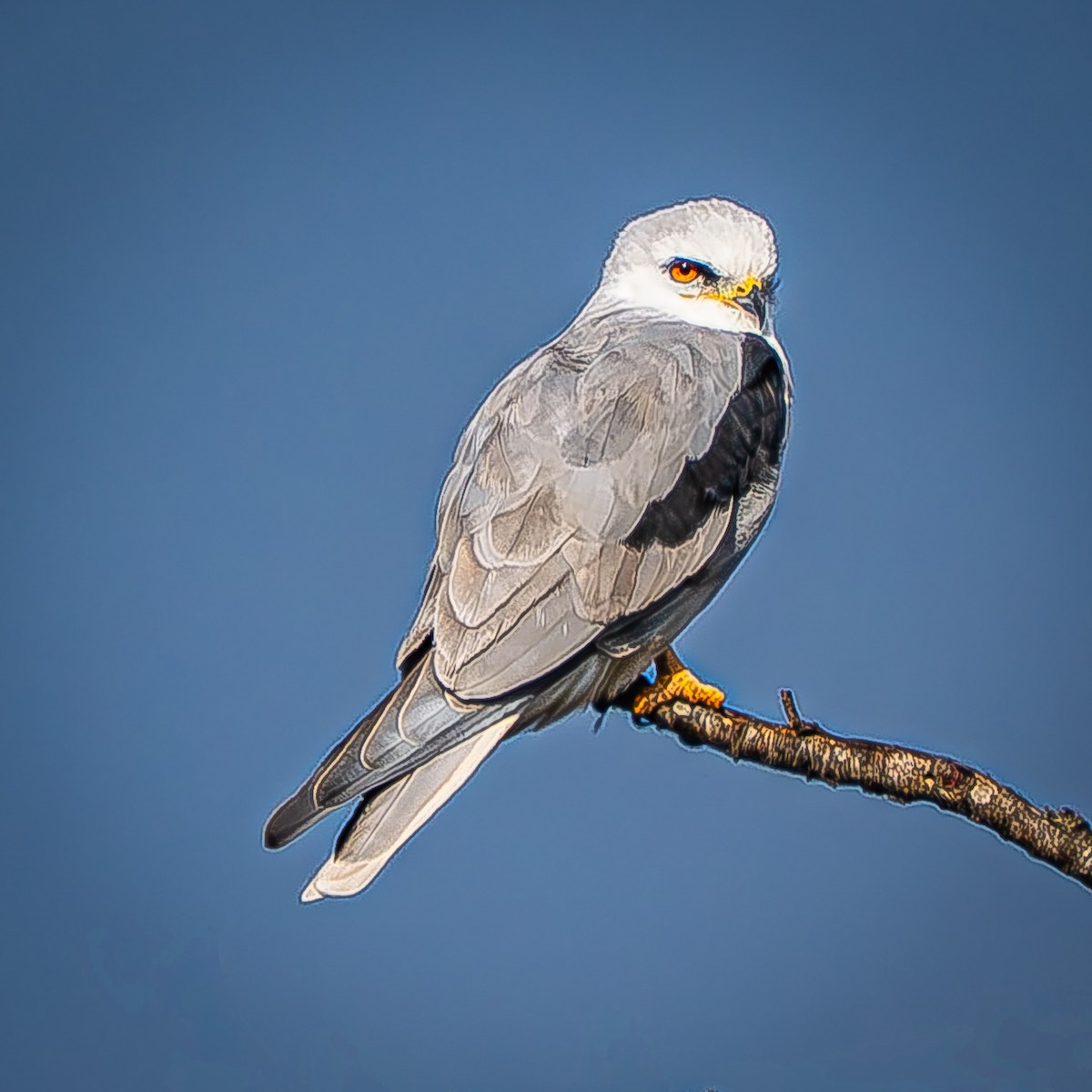 White-tailed Kite - ML646620071