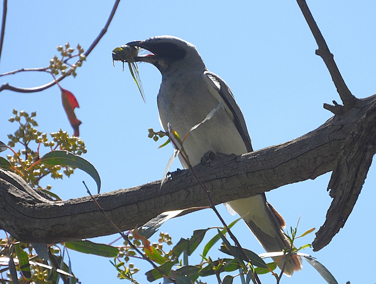 Black-faced Cuckooshrike - ML646620074