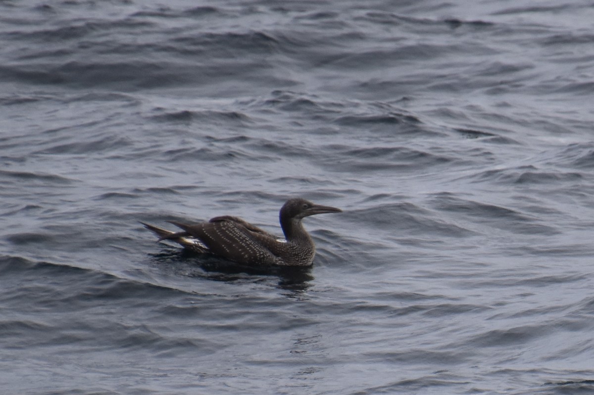 Northern Gannet - ML646620083