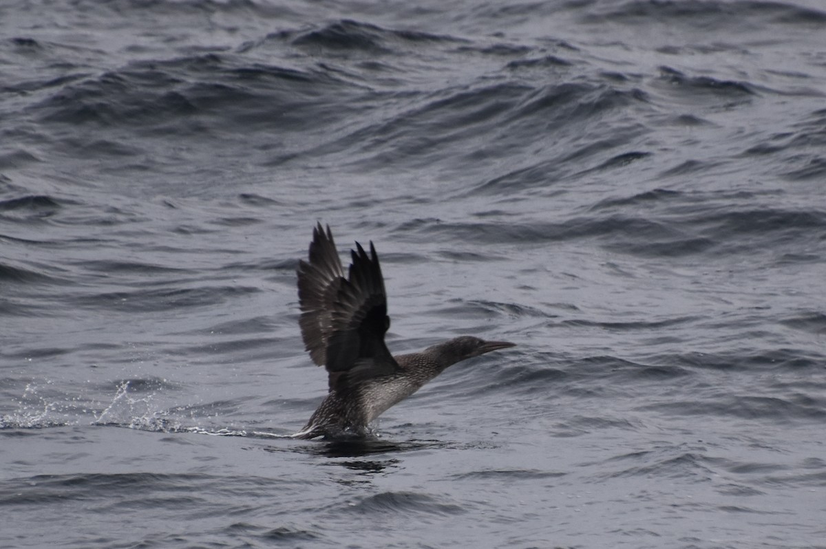 Northern Gannet - ML646620084