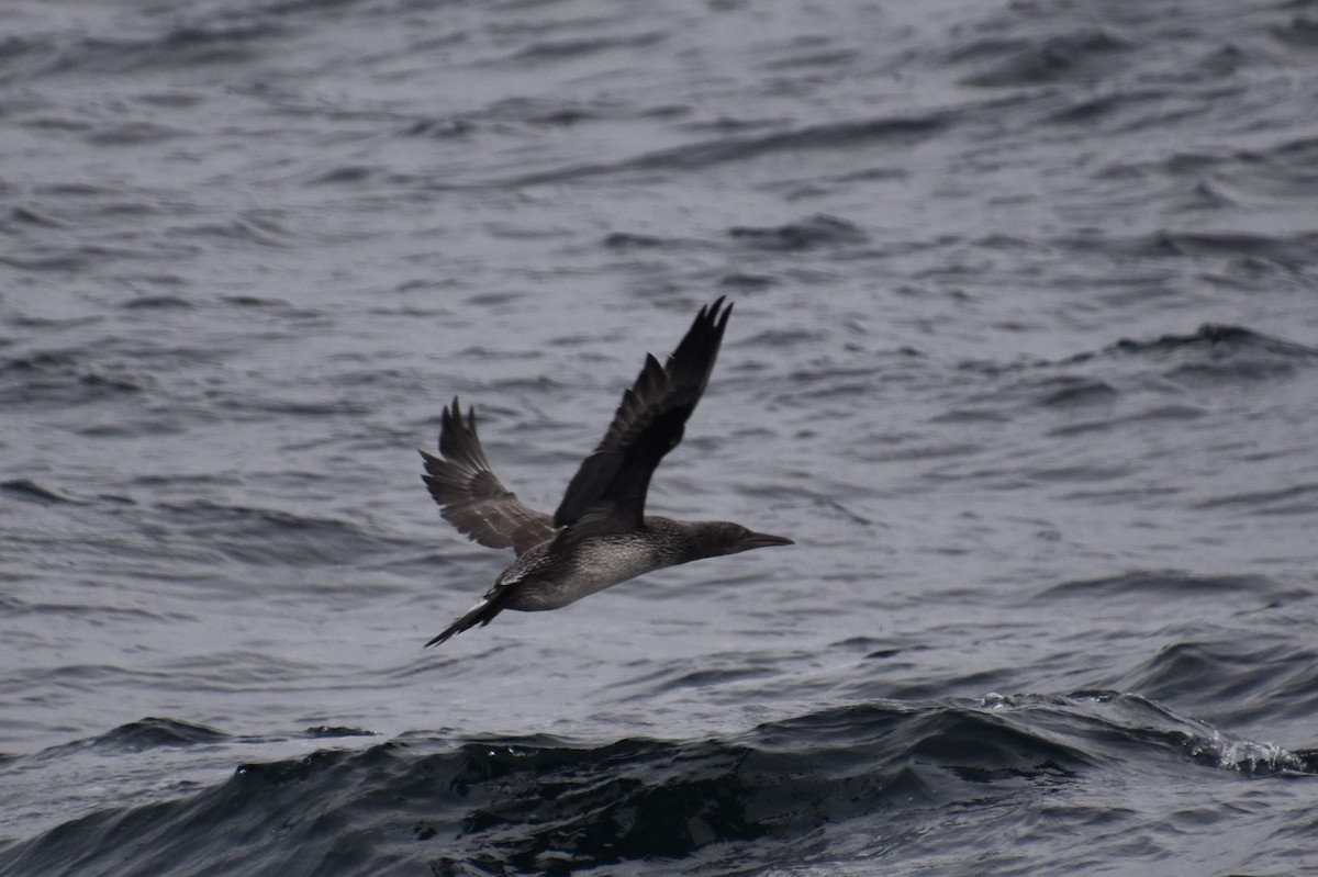 Northern Gannet - ML646620085