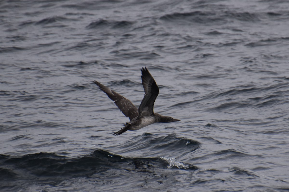 Northern Gannet - ML646620086