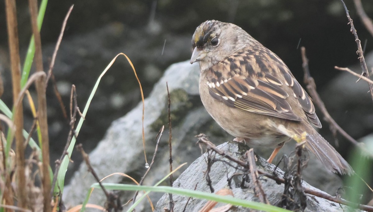 Golden-crowned Sparrow - ML646620088