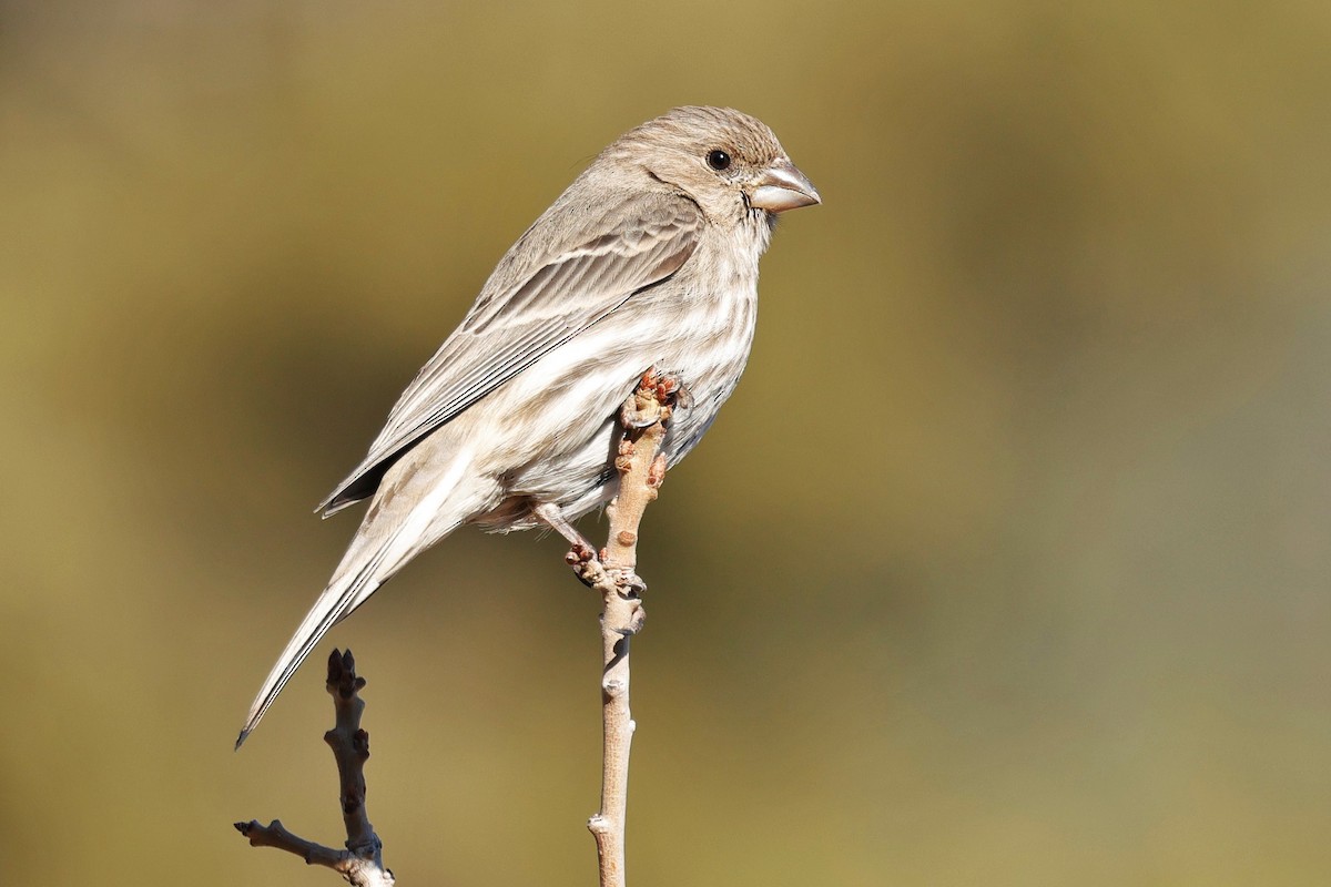 House Finch - ML646620090