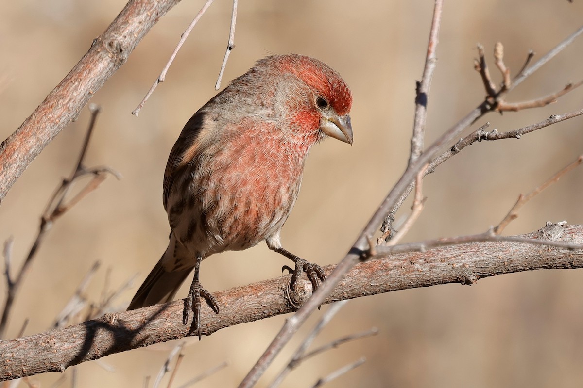 House Finch - ML646620091