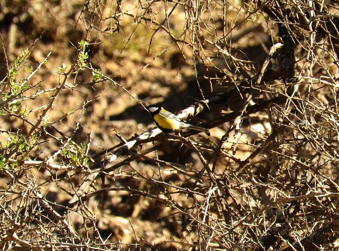 Great Tit (Great) - ML646620092
